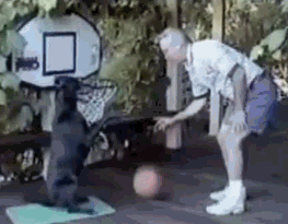 Animals Playing Sports Gifs 20 Awesome Animal Athletes Heavy Com