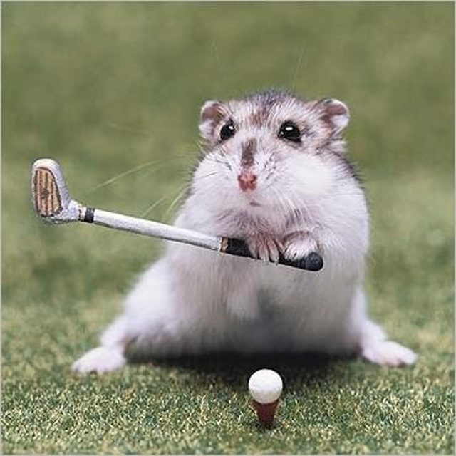Animals Playing Sports GIFs 20 Awesome Animal Athletes