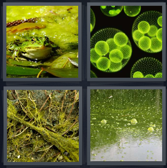 4 Pics 1 Word Answer for Toad, Bacteria, Moss, Scum