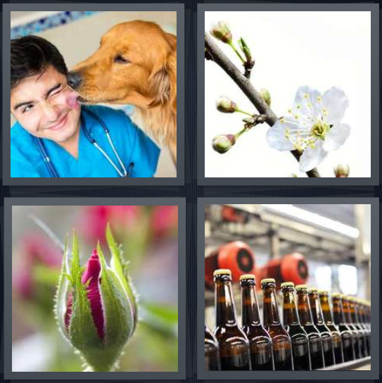 4 Pics 1 Word Answer for Dog, Flowers, Rose, Beer