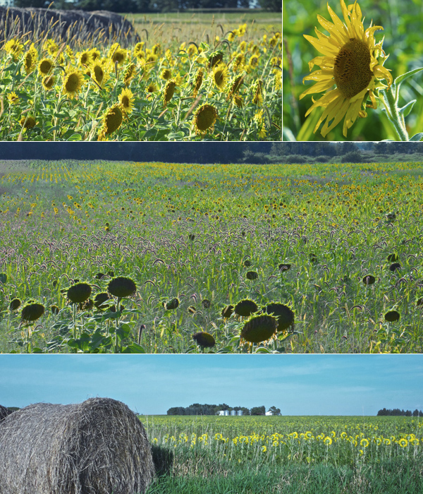 Smude’s Sunflower Oil of Pierz Heavy Table