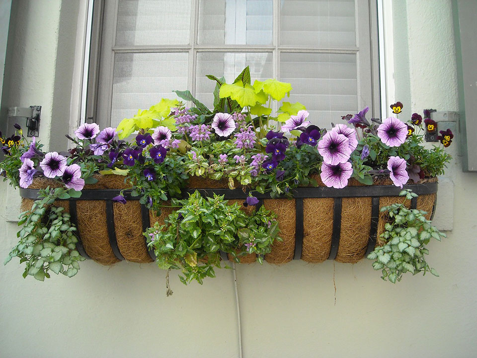 Window Box Color All Year Round HEBERT'S GARDEN CENTER