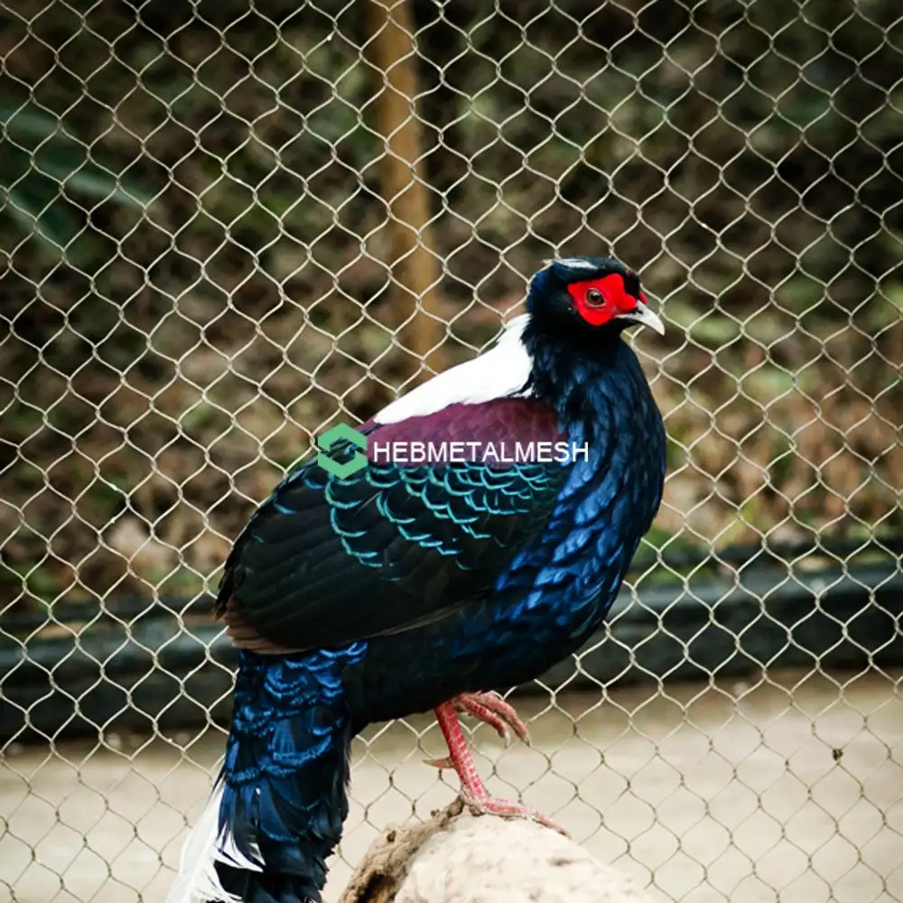 How Aviary Netting for Pheasant Bird Enclosure Helps Create a Safe and