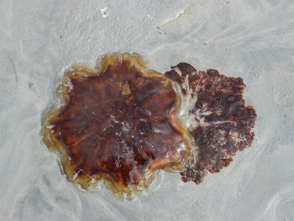 Lion's Mane Jellyfish Cyanea capillata