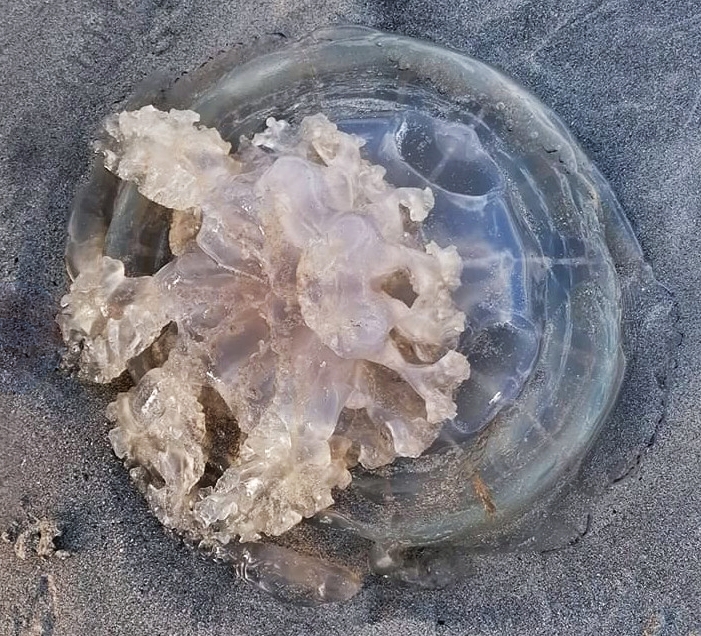 Barrel Jellyfish Rhizostoma octopus