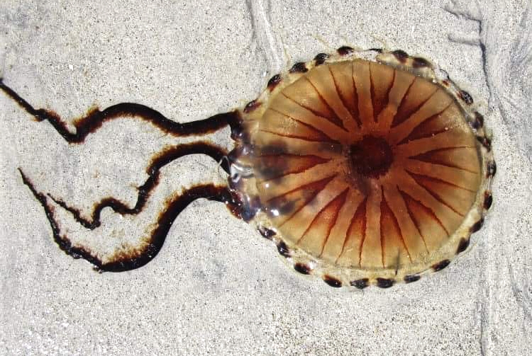 Compass Jellyfish Chrysaora hysoscella