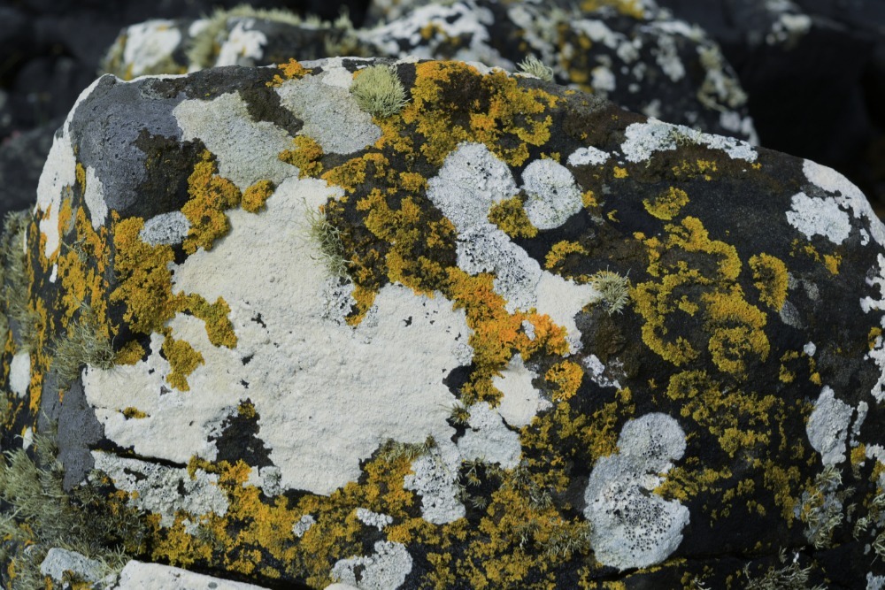 Coastal lichens