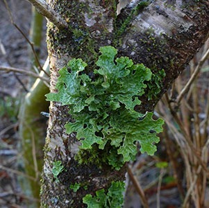 Lobaria pulmonaria