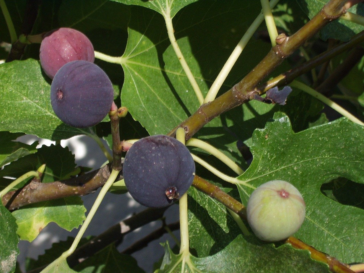 T’ehnah The Sweet FIG TREE/FIGS Hebrew Word Lessons