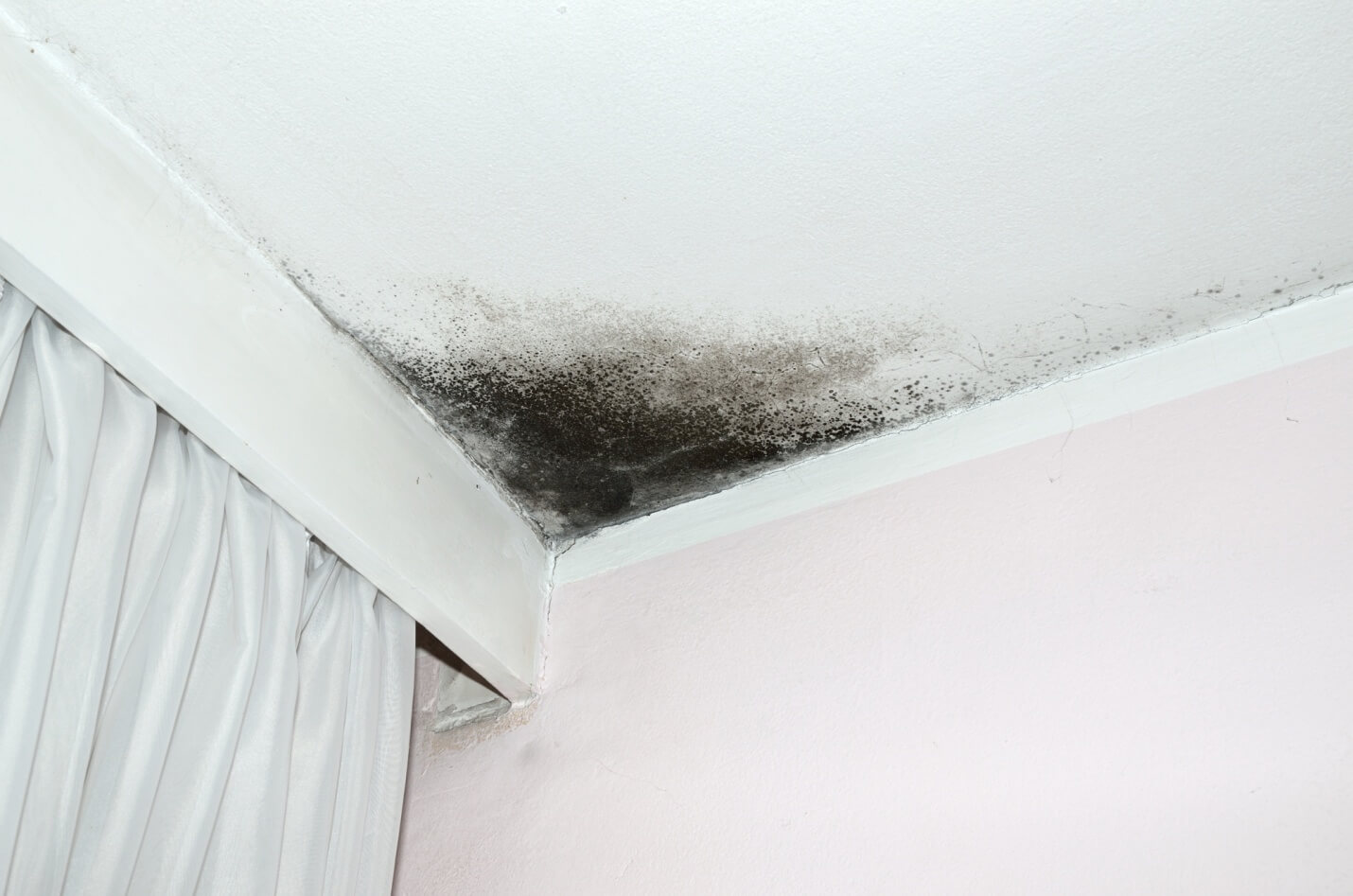 How to Prevent Mold From Growing in Your Home HeckHome