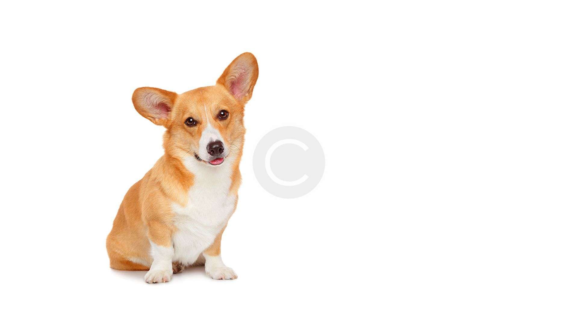 Pembroke Welsh & American Puppies for Sale