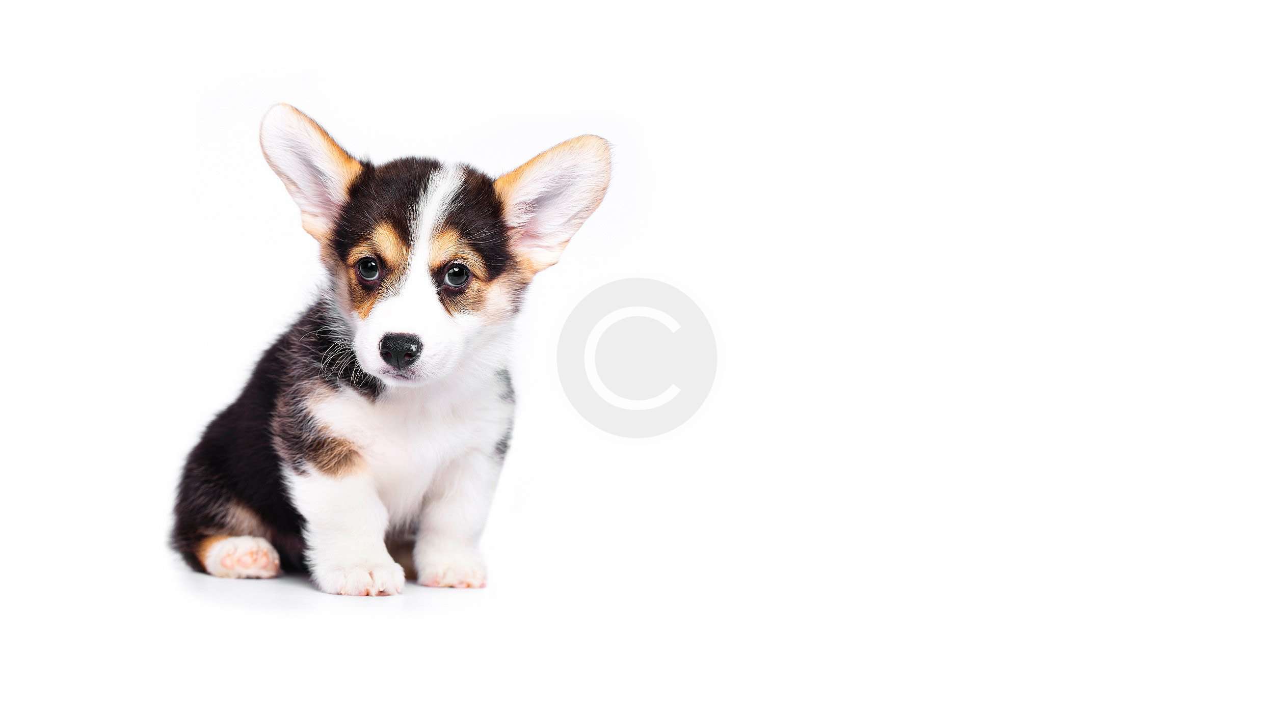 Pembroke Welsh & American Puppies for Sale