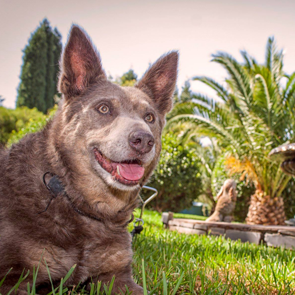 Dog Boarding in Adelaide Hedgegrove Pet Retreat