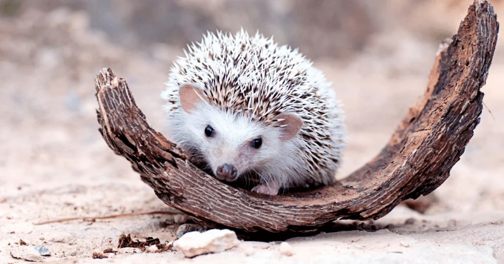 The Ultimate Guide on How to Look After a Hedgehog
