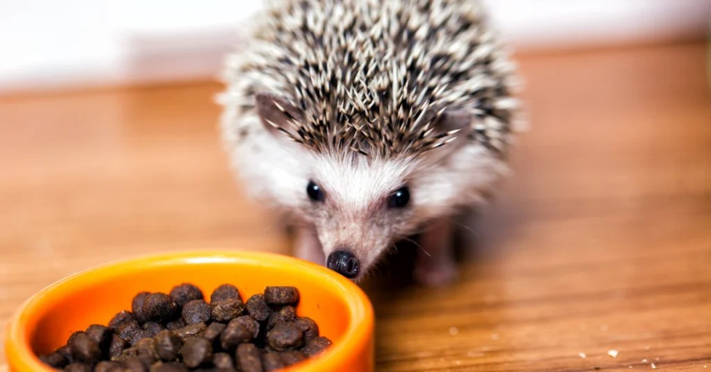 Best Cat Food For Hedgehogs Hedgehog Food List, Diet Plan