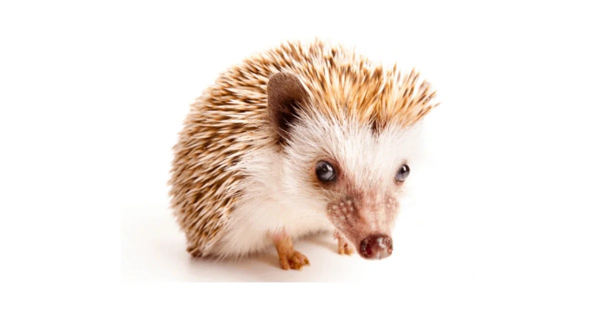 All You Have to Know About Hedgehog Colors 2024 HedgeHoged