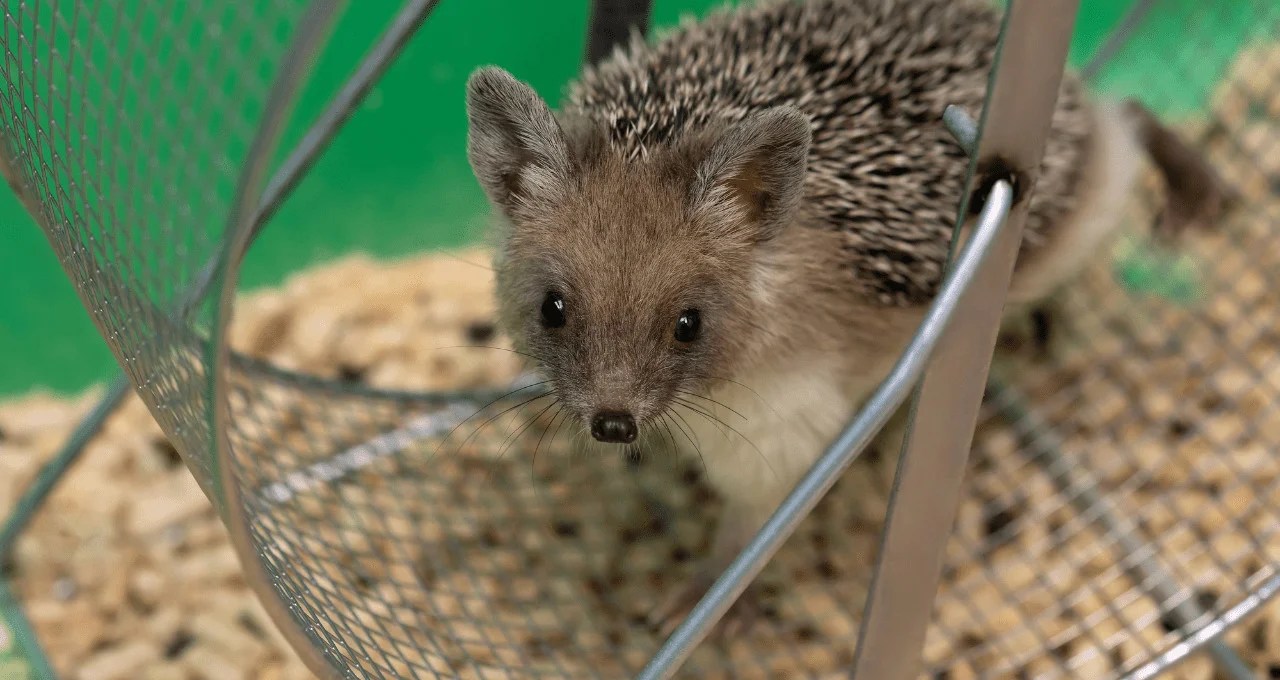 Best Hedgehog Wheel Guide Before You Buy Hedgehoged