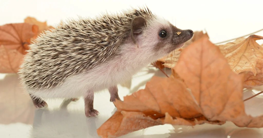 Hedgehog For Sale Where to Buy a Pet Hedgehog In 2024