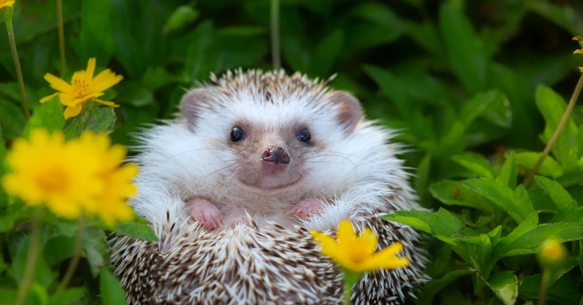 How Fast Are Hedgehogs? Important facts To Know