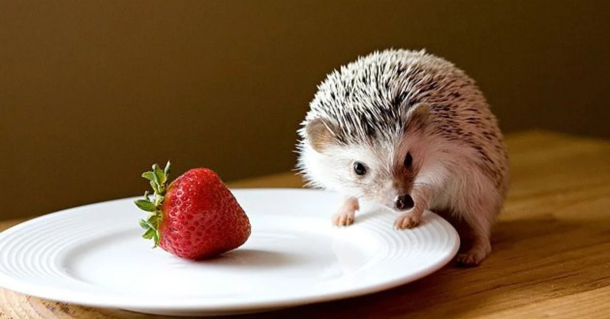 Can Hedgehogs Eat Strawberries The Ultimate Guide
