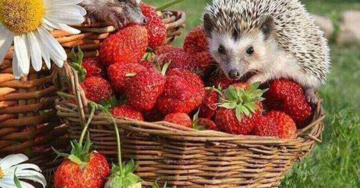 Can Hedgehogs Eat Strawberries The Ultimate Guide
