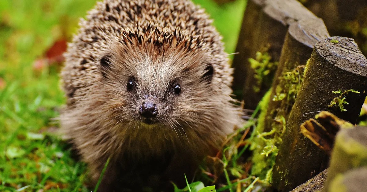 Can Hedgehogs Eat Strawberries The Ultimate Guide