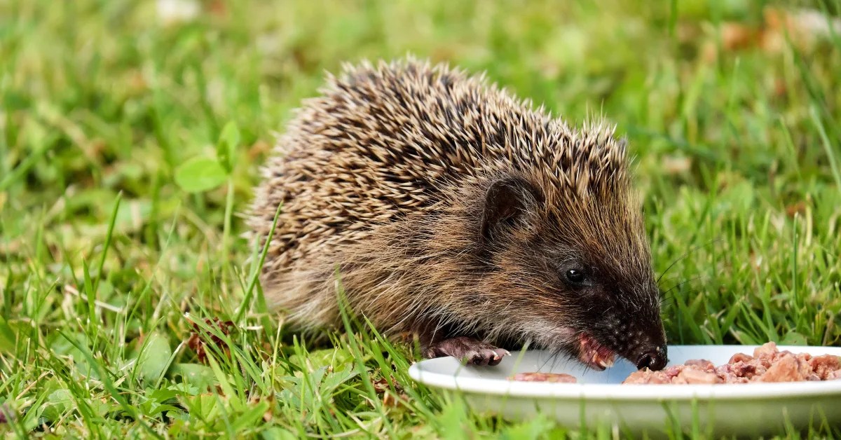 Do Hedgehogs Eat Poop? What you Need to Know