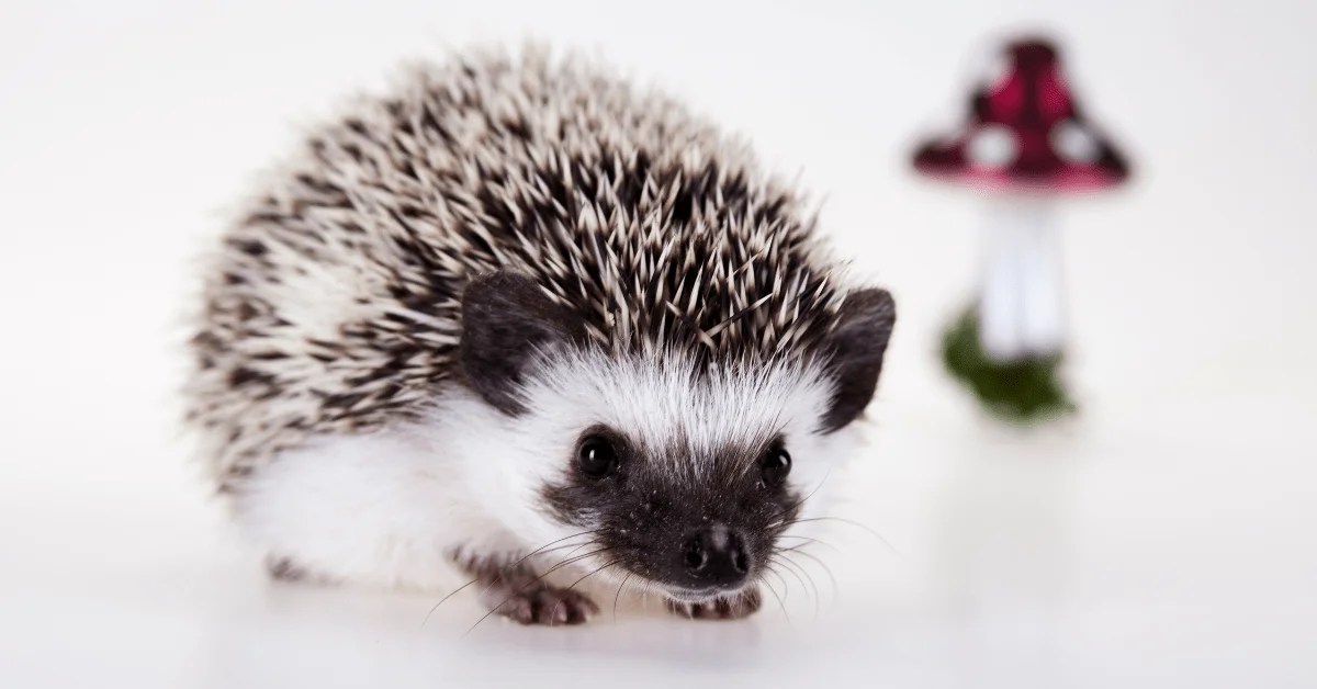 Exploring the Enigma What Do Hedgehogs Like to Play With?