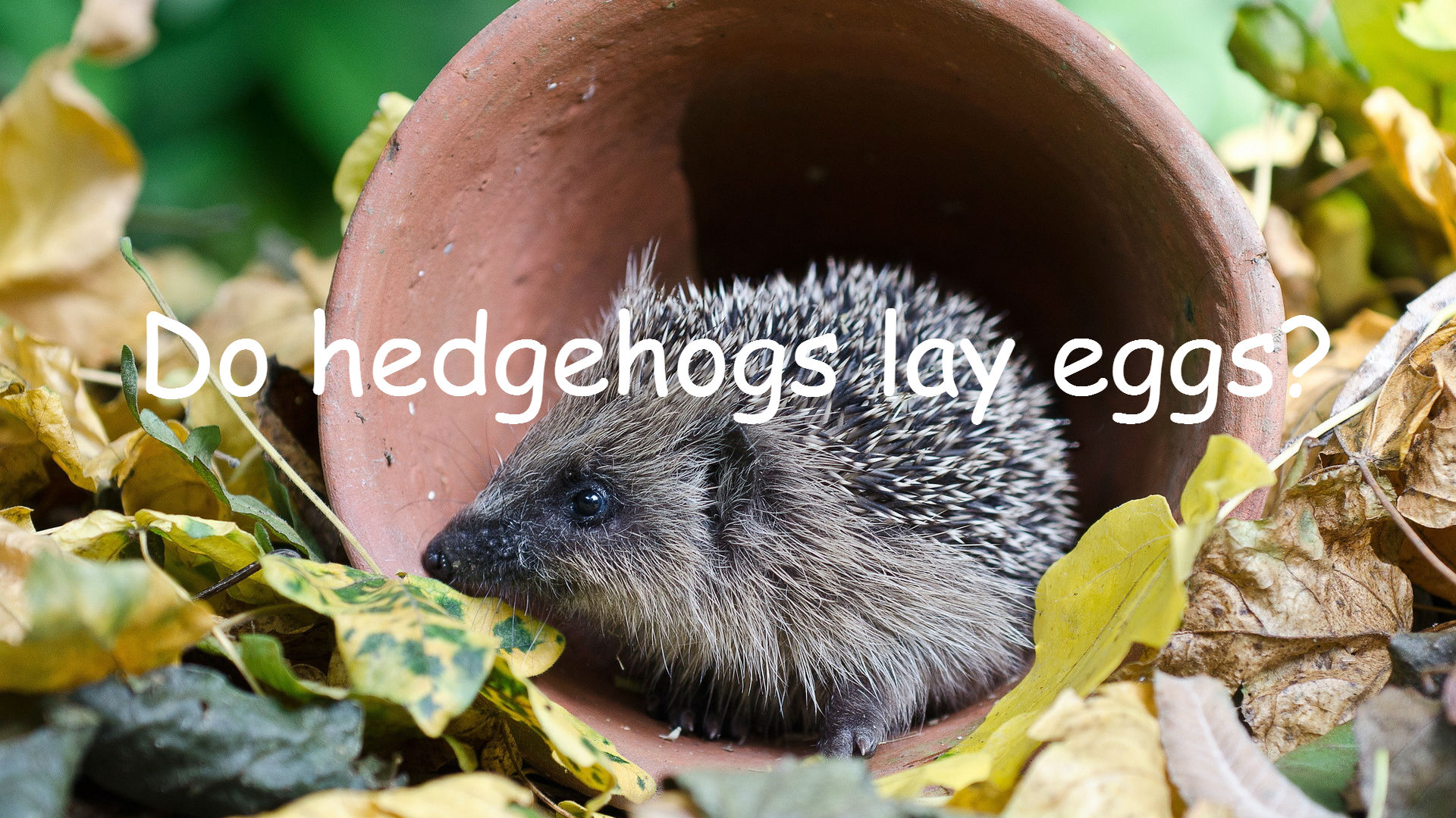Do Hedgehogs Lay Eggs? HEDGEHOG