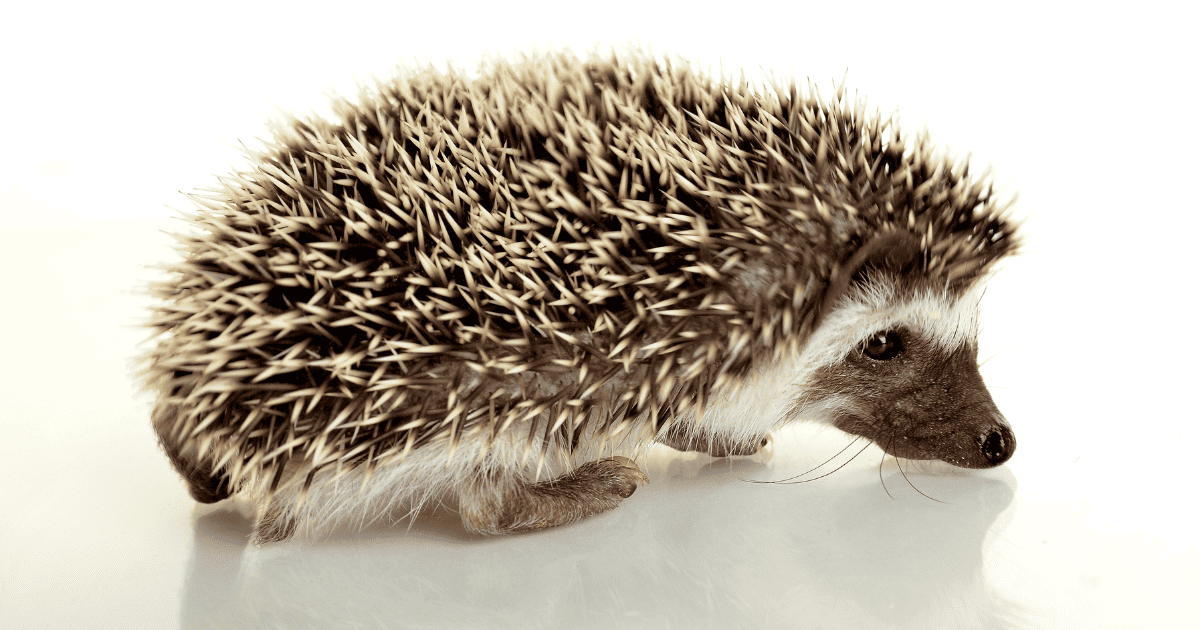 Essential Toys Every Hedgehog Owner Should Know About Hedgehog Love