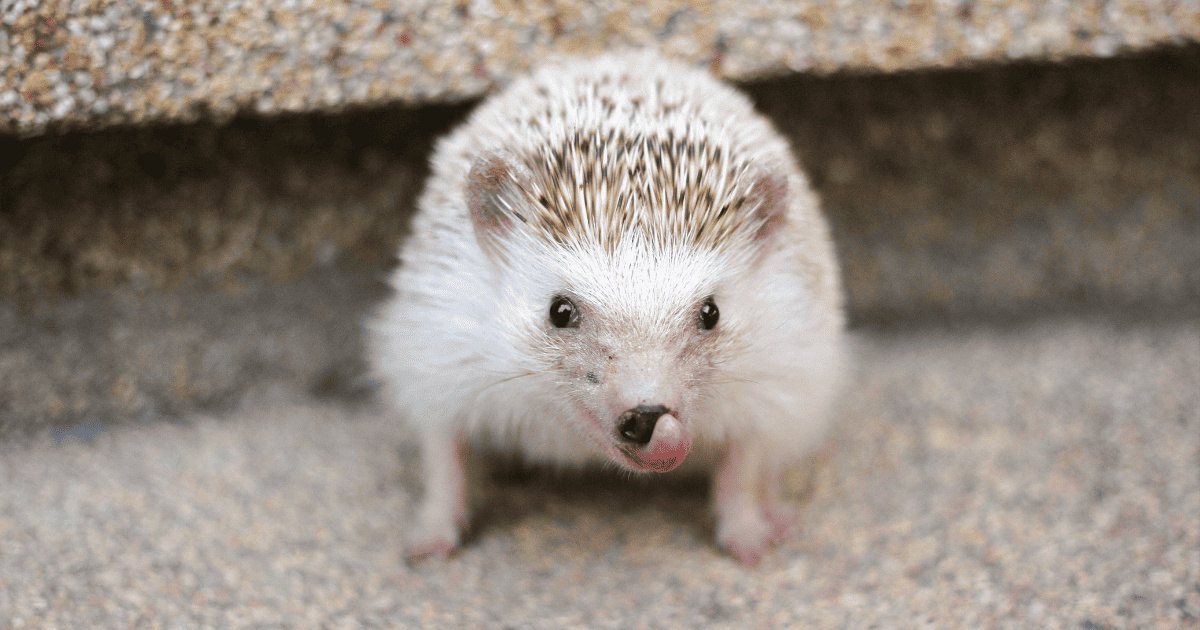 Seasonal Foods for Hedgehogs What to Offer and When Hedgehog Love