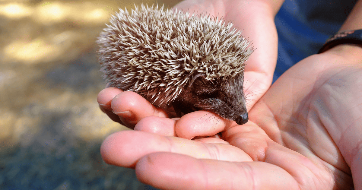 Foodie Delight 15 Adorable Hedgehog Names Inspired by Food Hedgehog