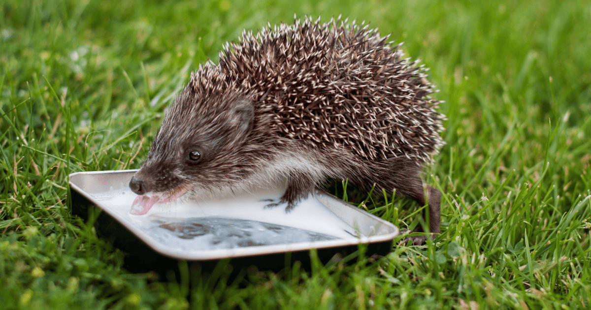The Best Food and Drink Containers for Hedgehogs Hedgehog Love