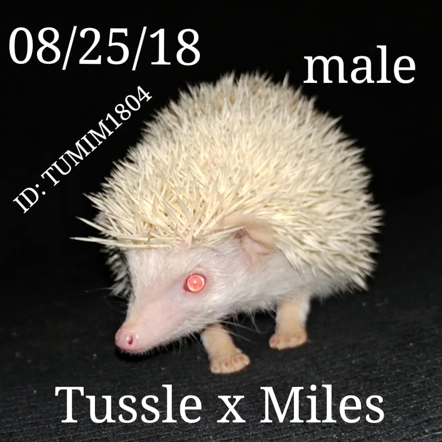 Buy A Hedgehog From Hedgehog Valley