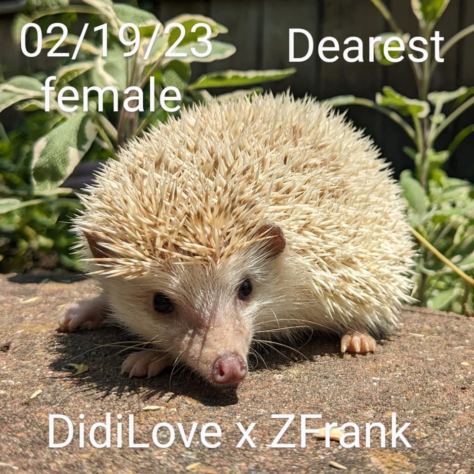 Buy A Hedgehog From Hedgehog Valley