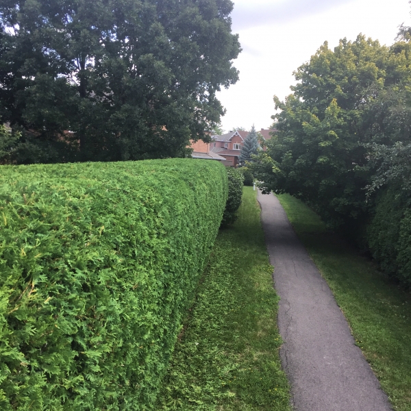 Ottawa Hedge Trimming Services Hedge King