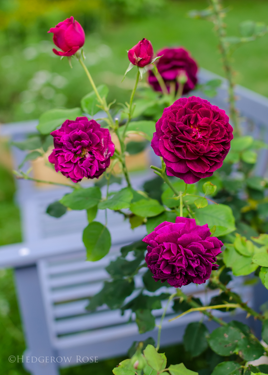 Lolas Garden Wooden Roses