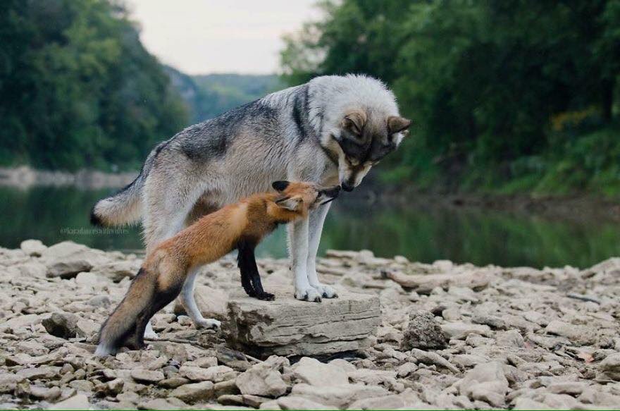 The Fox and the Wolf An Unlikely Duo Hedge the book
