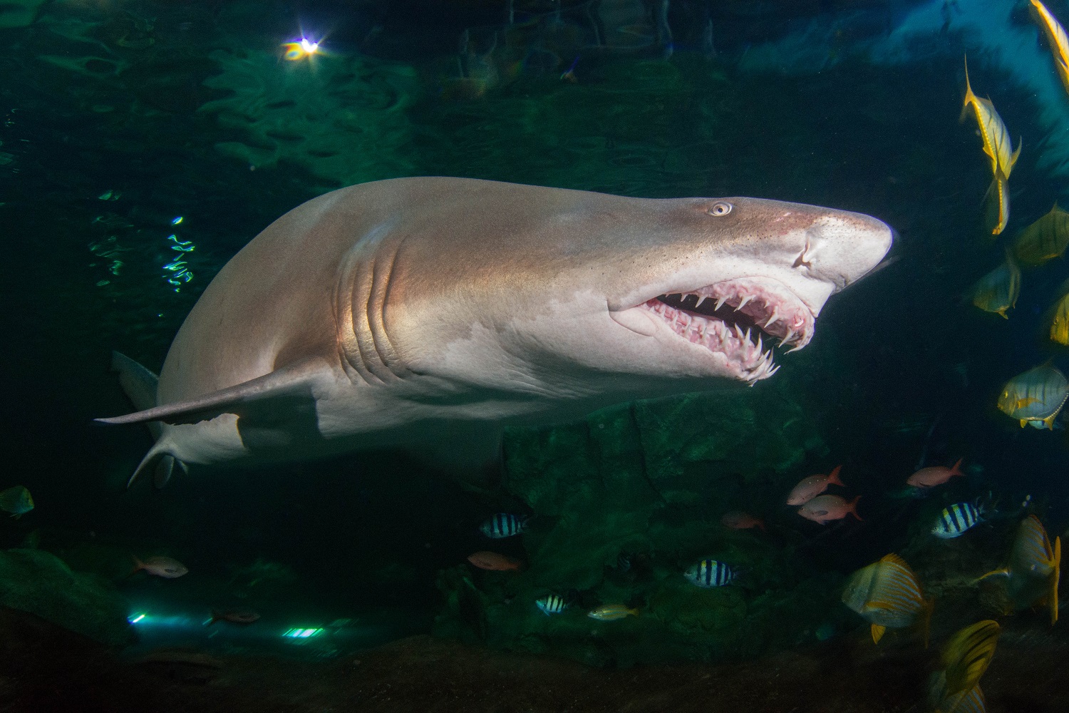 Sand Tiger Shark facts Hedge the book