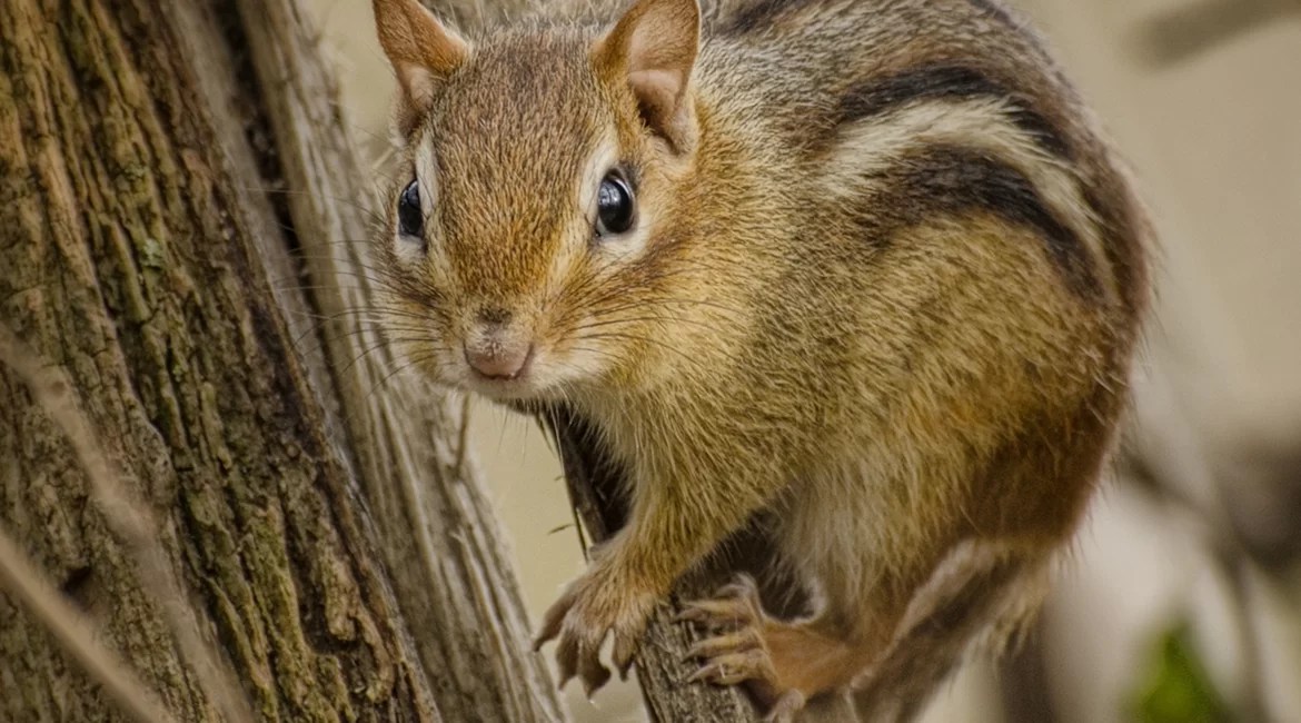 Do Chipmunks Hibernate? Hedge the book