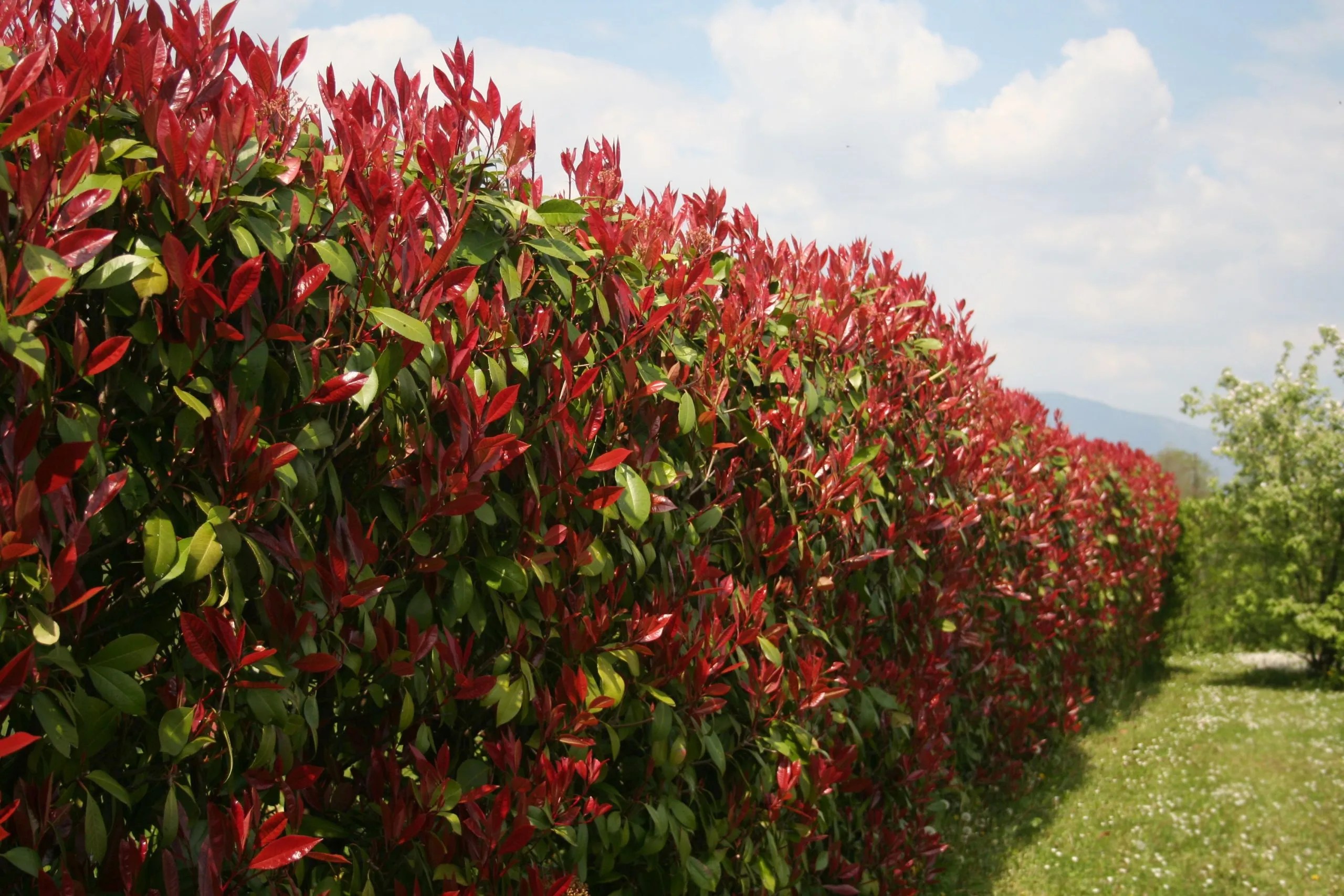 Photinia 'Red Robin' (Photinia x Fraseri ‘Red Robin’)
