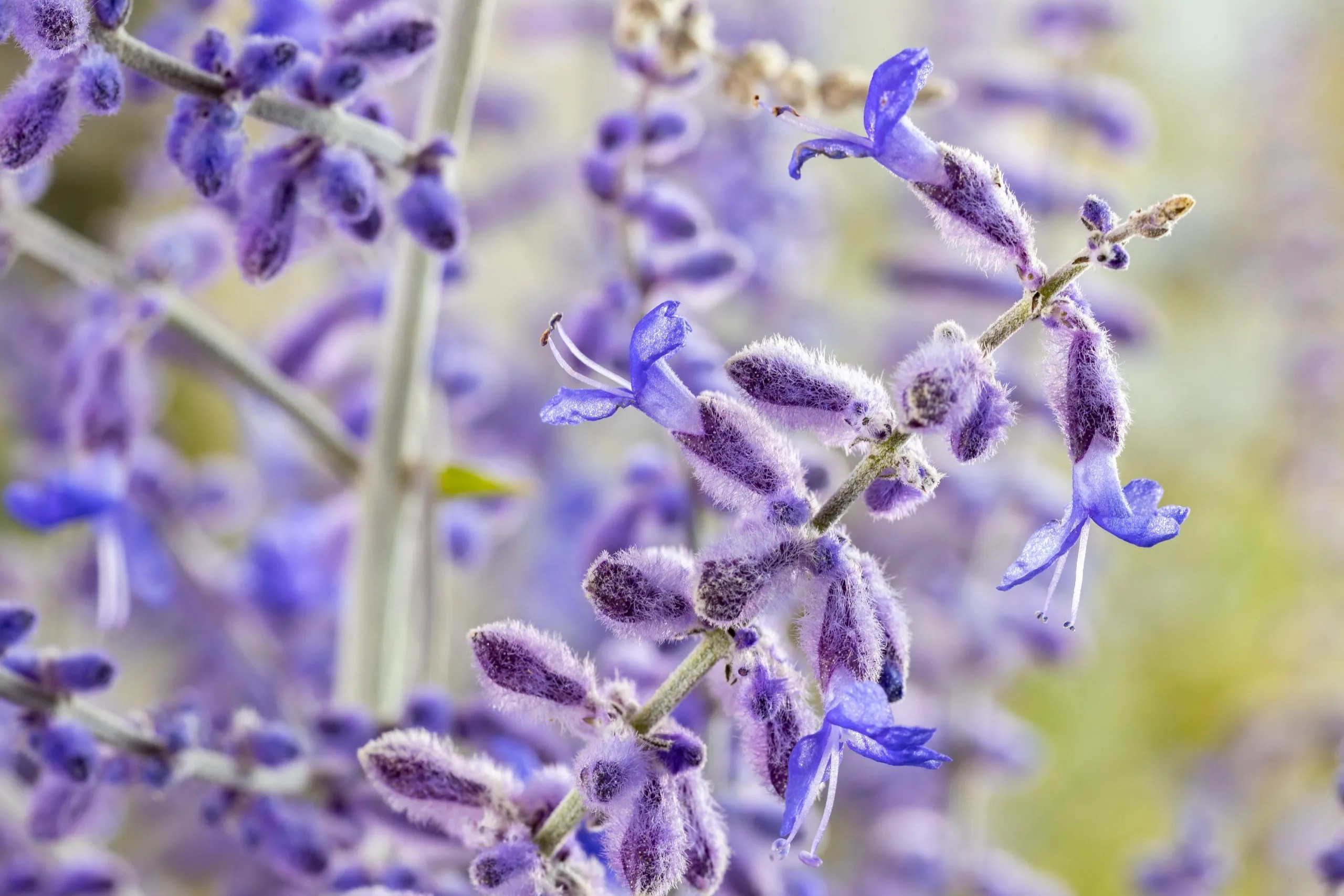 Perovskia Blue Spire (Russian Sage) 3045cm Hedge Xpress