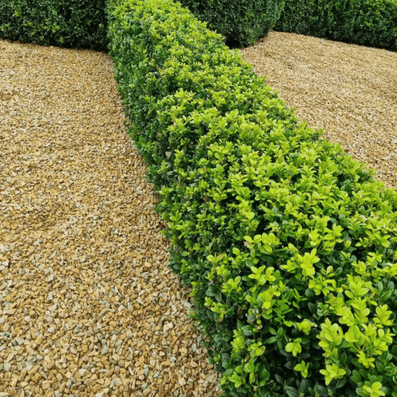 Box Hedges (Buxus Sempervirens) Plants For Sale In Ireland Hedging.ie