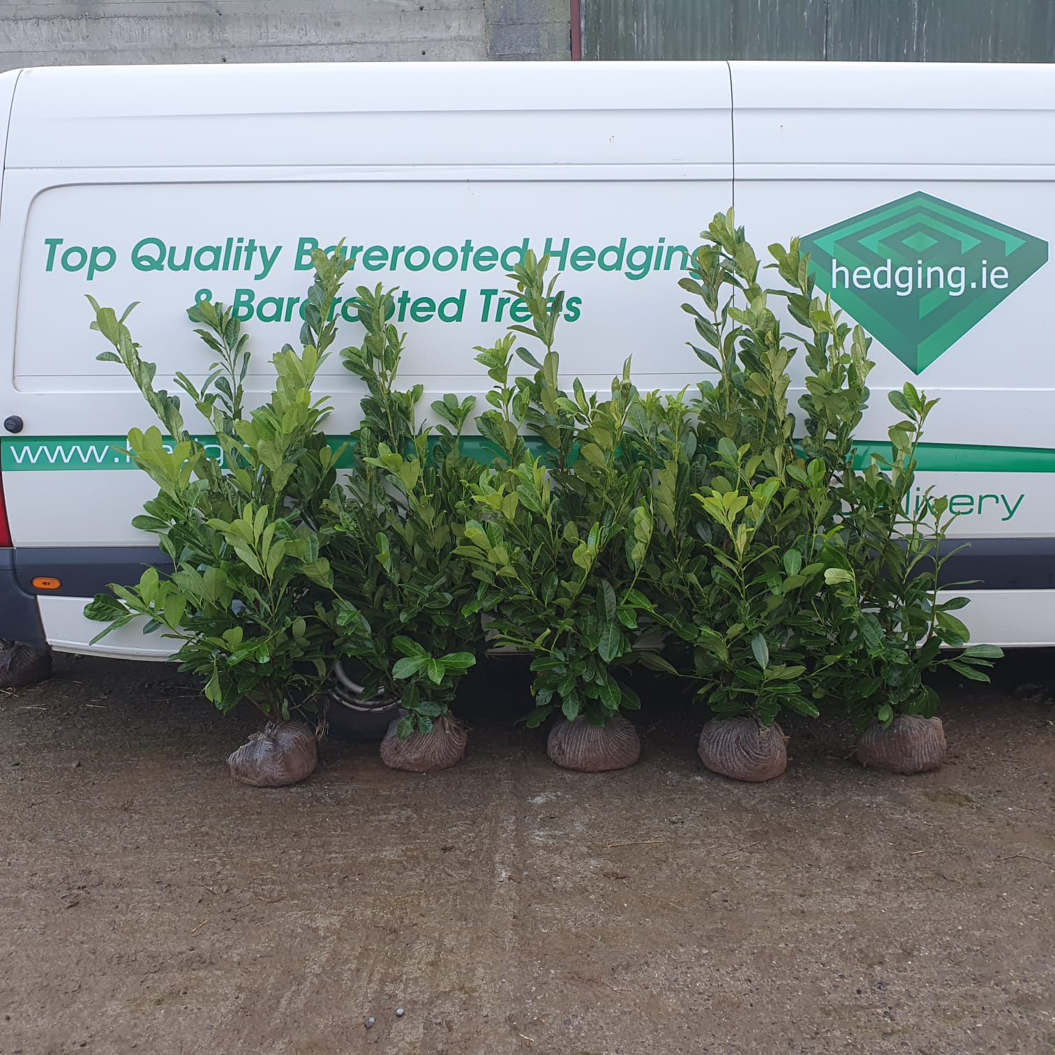 Potted Laurel Hedges Ireland, Hedging For Sale Hedging.ie