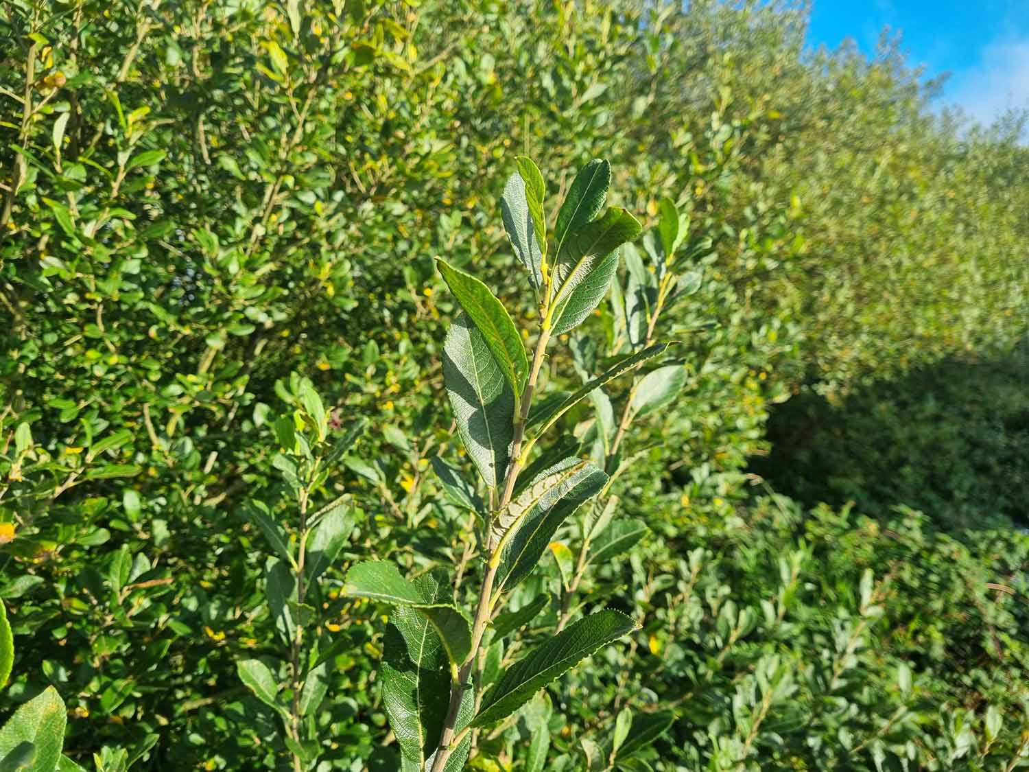 Willow Tree, Willow Trees For Sale Ireland Hedging.ie