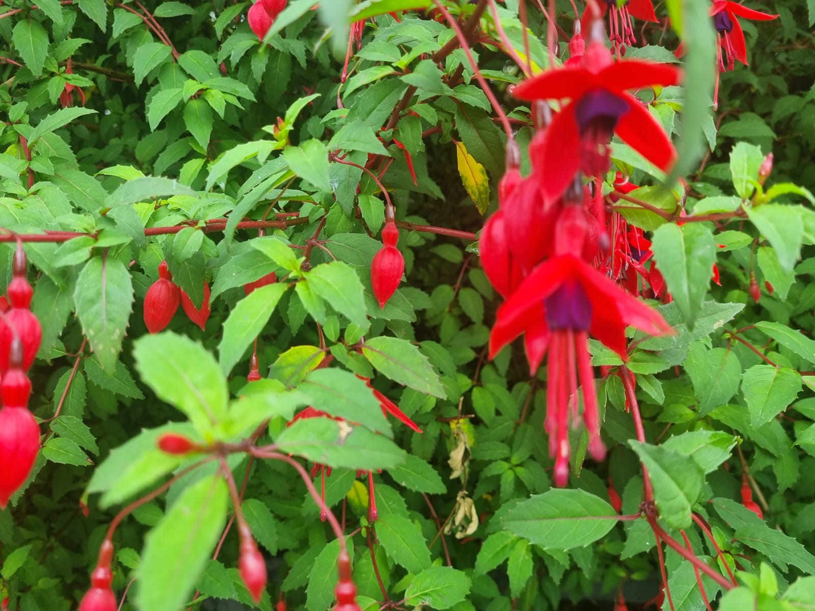 Fuchsia Hedges, Fuchsia Plants For Sale Hedging.ie