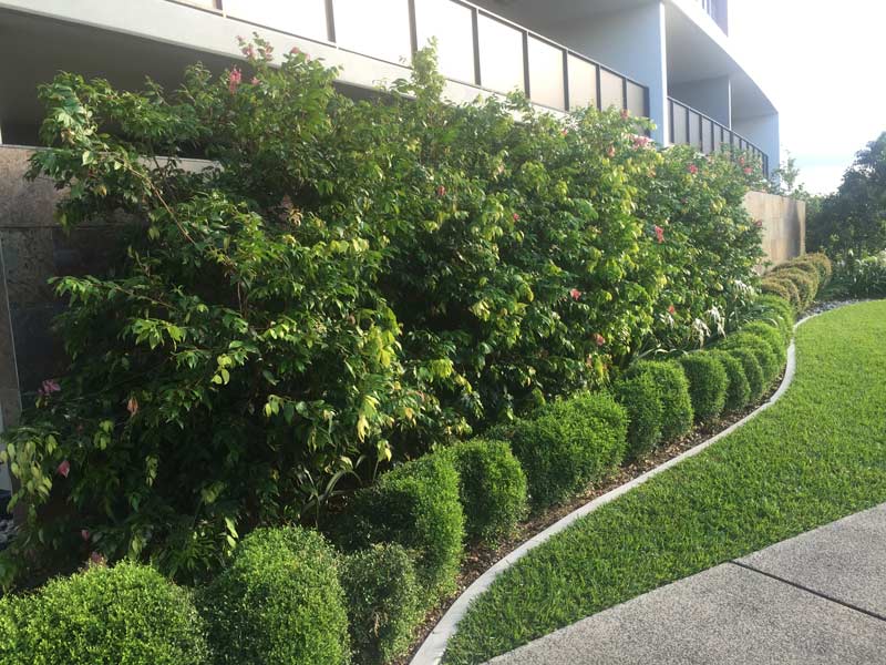 Super Advanced Lilly Pilly Cascade 400mm pot Hedging & Screening