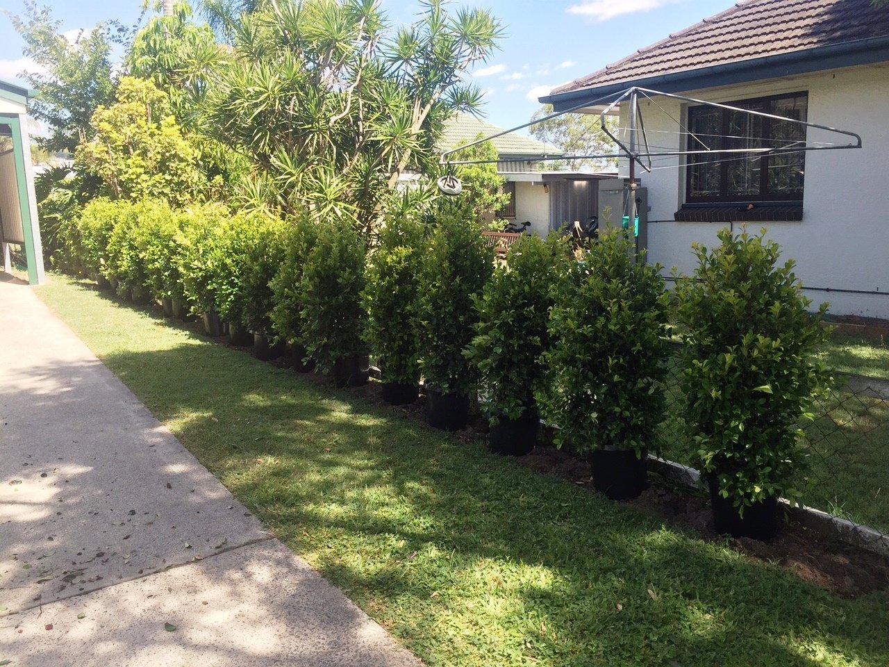 Hedging and Screening Plants in Sydney Buy Online