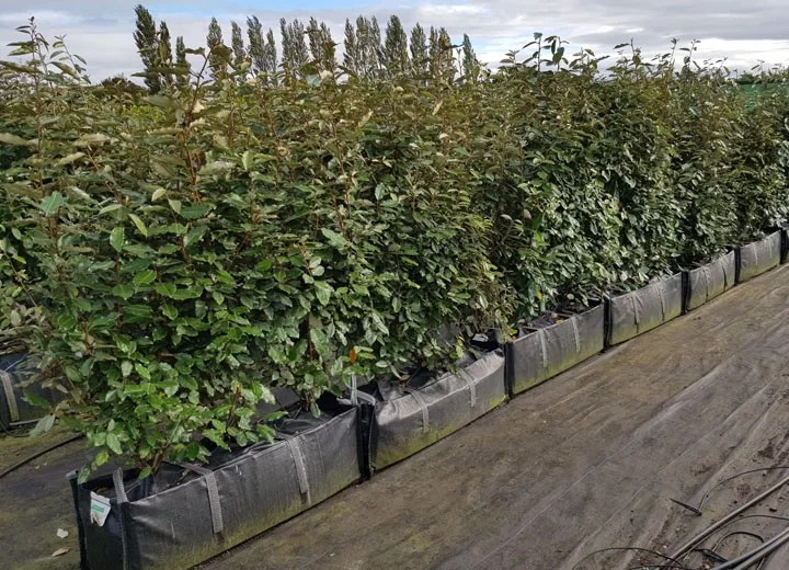 Elaeagnus Ebbingei Instant Hedging Plants for sale Hedging UK