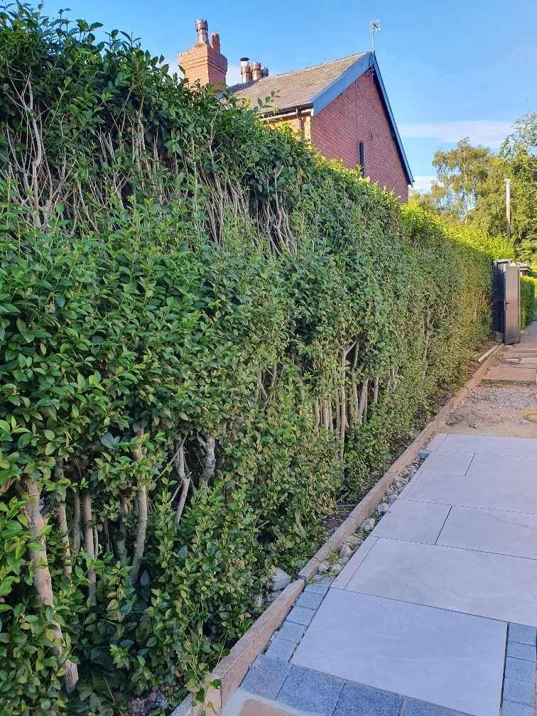 Privet Hedges A guide to using Ligustrum Ovalifolium for a hedge